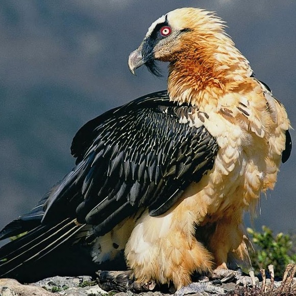 Meet your Posher, Joseph - Picture 1 of 1